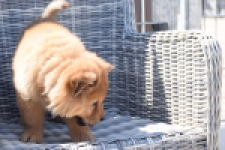 Chow Chow (reu) 63604