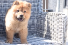Chow Chow (reu) 63604