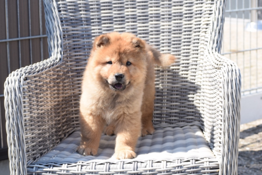 Chow Chow (reu) 63604