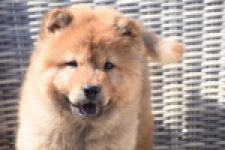 Chow Chow (reu) 63604
