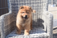Chow Chow (reu) 63604