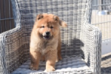 Chow Chow (reu) 63604