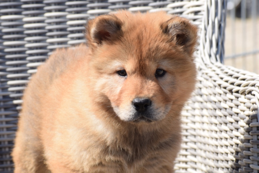 Chow Chow (teef) 59811