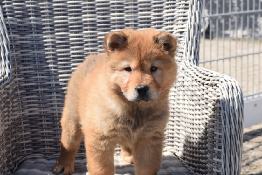 Chow Chow (teef) 59811