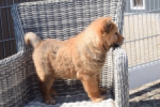 Chow Chow (teef) 59811