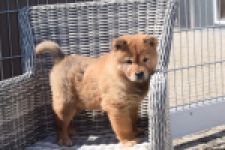 Chow Chow (teef) 59811