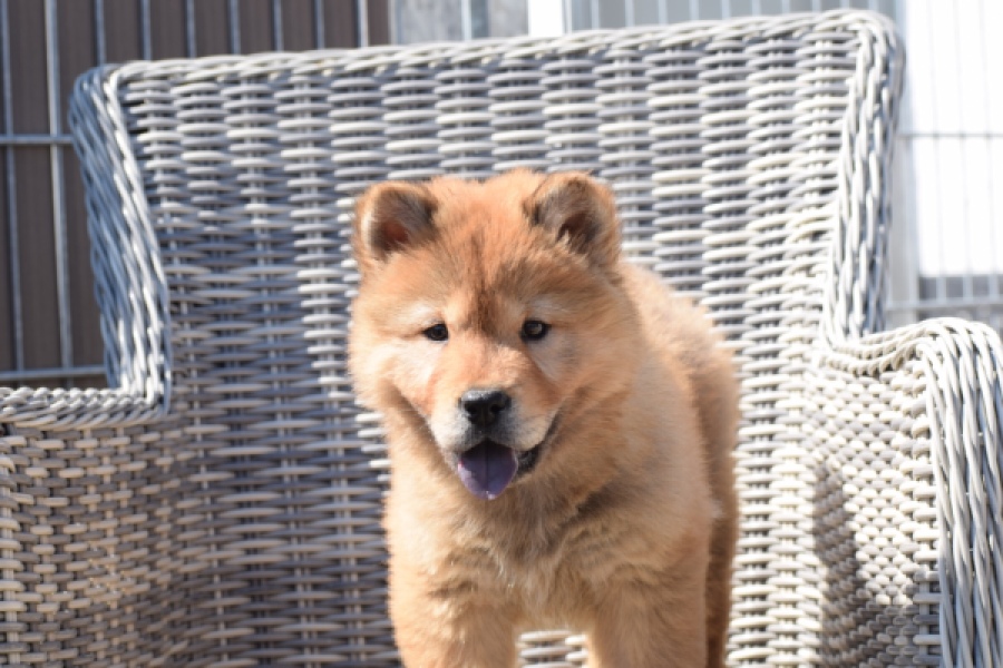 Chow Chow (teef) 59811