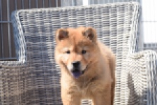 Chow Chow (teef) 59811