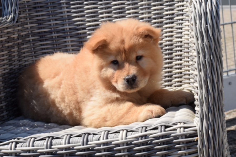 Chow Chow (reu) 60648