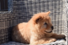 Chow Chow (reu) 60648