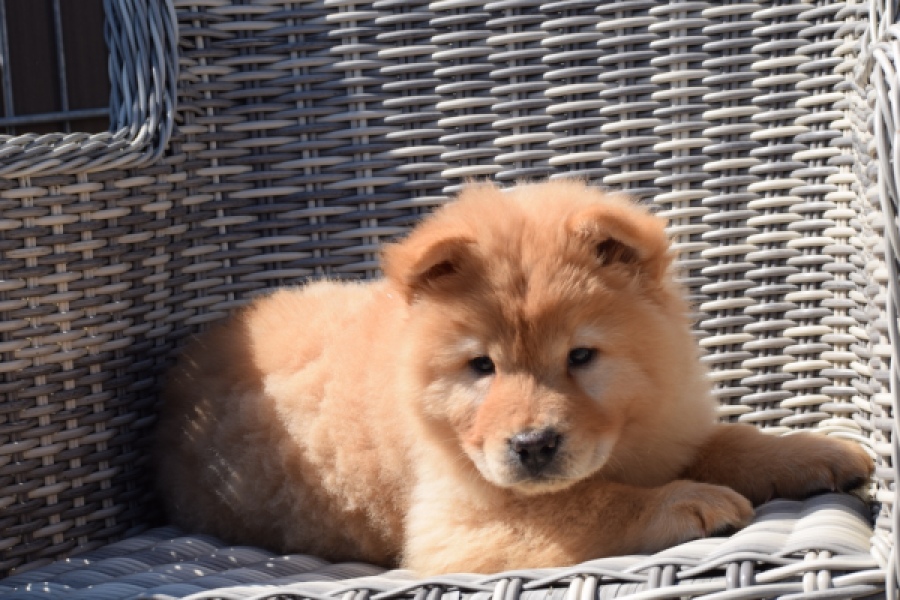 Chow Chow (reu) 60648