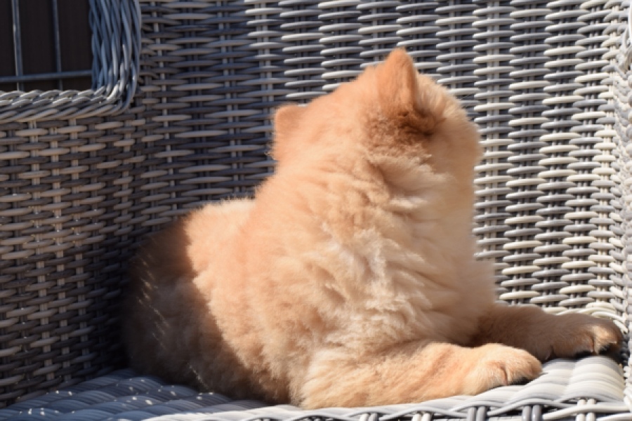 Chow Chow (reu) 60648