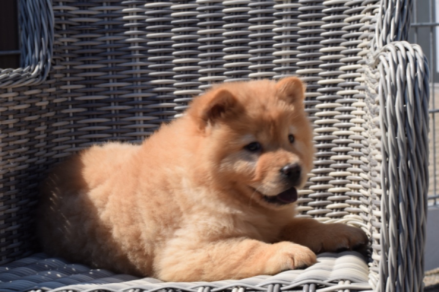 Chow Chow (reu) 60648