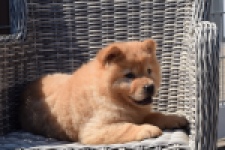 Chow Chow (reu) 60648