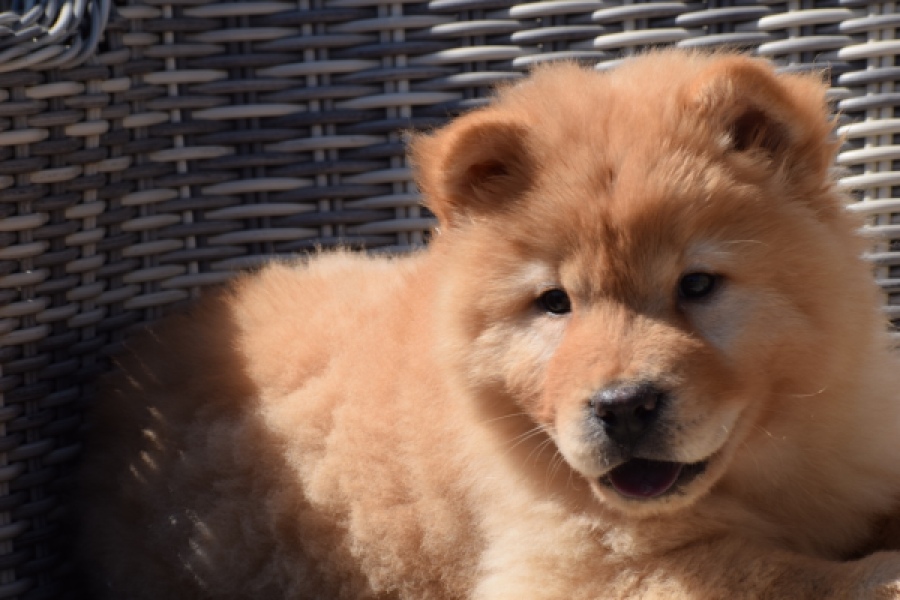 Chow Chow (reu) 60648
