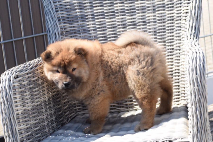 Chow Chow (teef) 63733