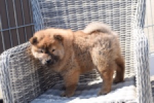 Chow Chow (teef) 63733