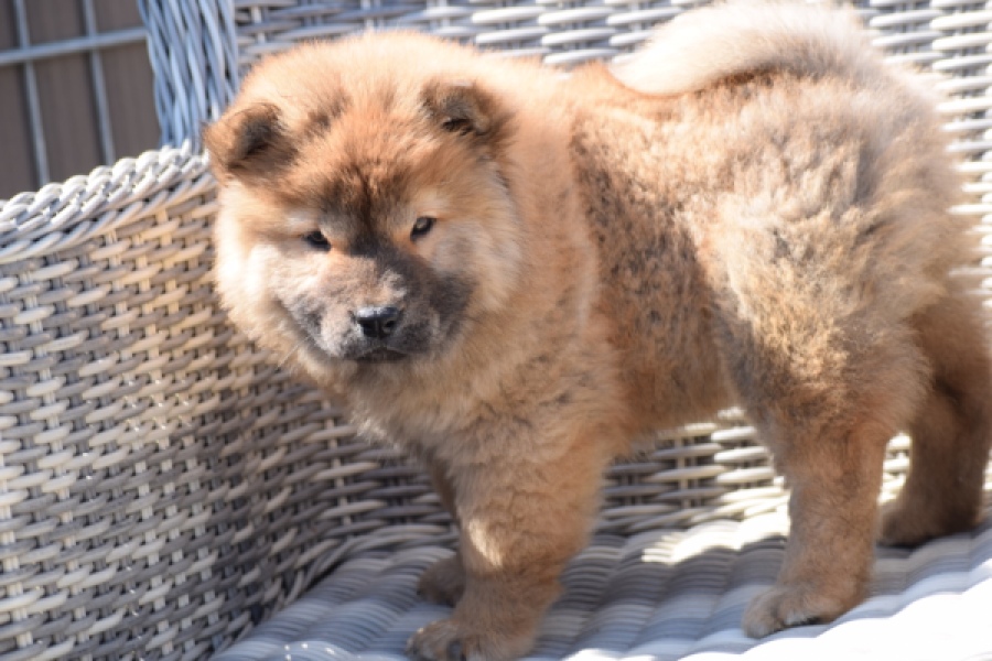 Chow Chow (teef) 63733