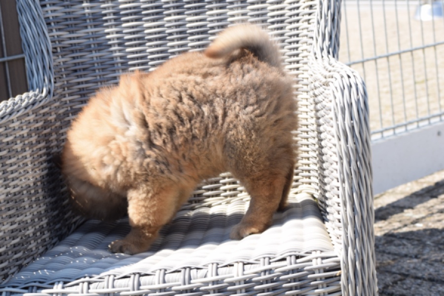 Chow Chow (teef) 63733