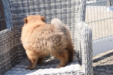 Chow Chow (teef) 63733