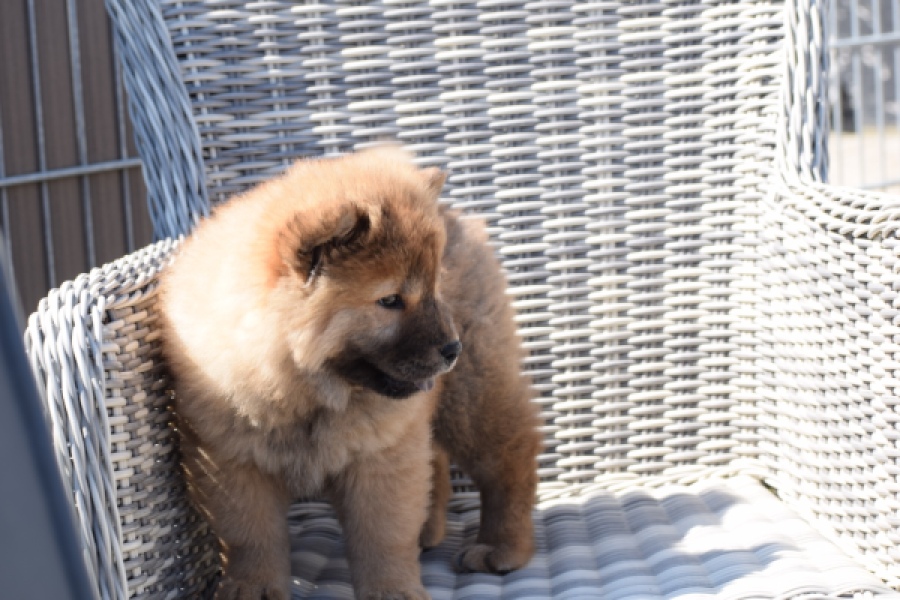 Chow Chow (teef) 63733