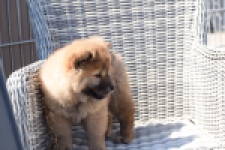 Chow Chow (teef) 63733