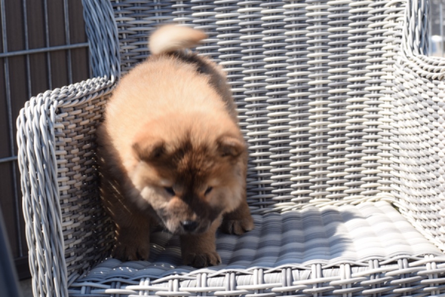 Chow Chow (teef) 63733