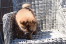 Chow Chow (teef) 63733