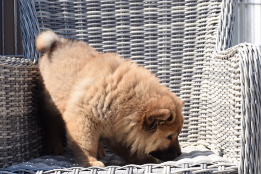 Chow Chow (teef) 63733