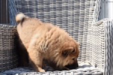 Chow Chow (teef) 63733