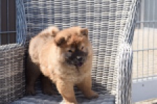 Chow Chow (teef) 63733
