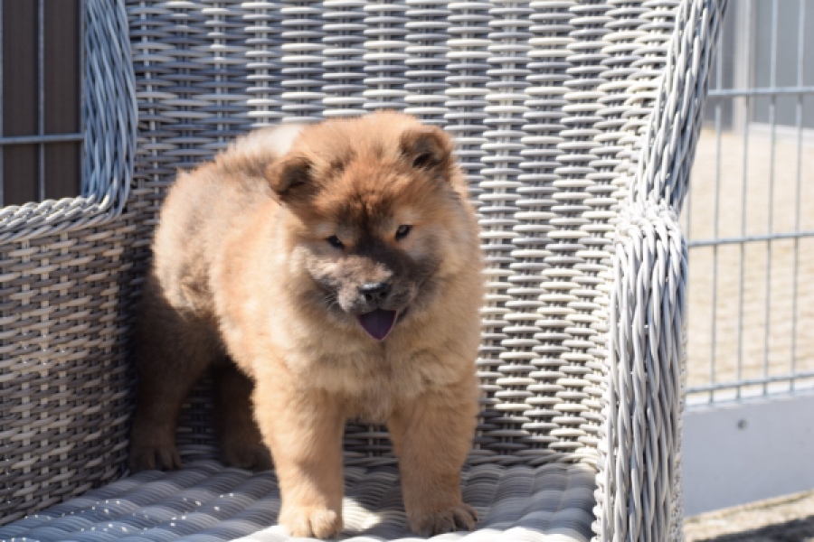 Chow Chow (teef) 63733
