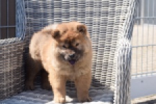 Chow Chow (teef) 63733
