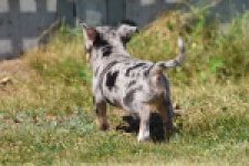 Chihuahua (teef) 36171