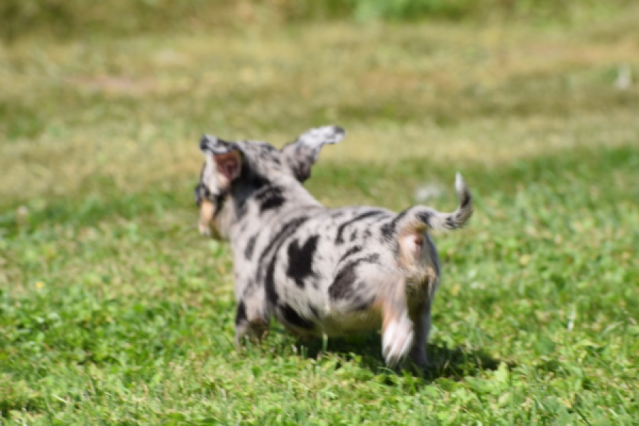 Chihuahua (teef) 36171