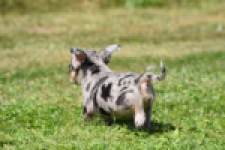 Chihuahua (teef) 36171
