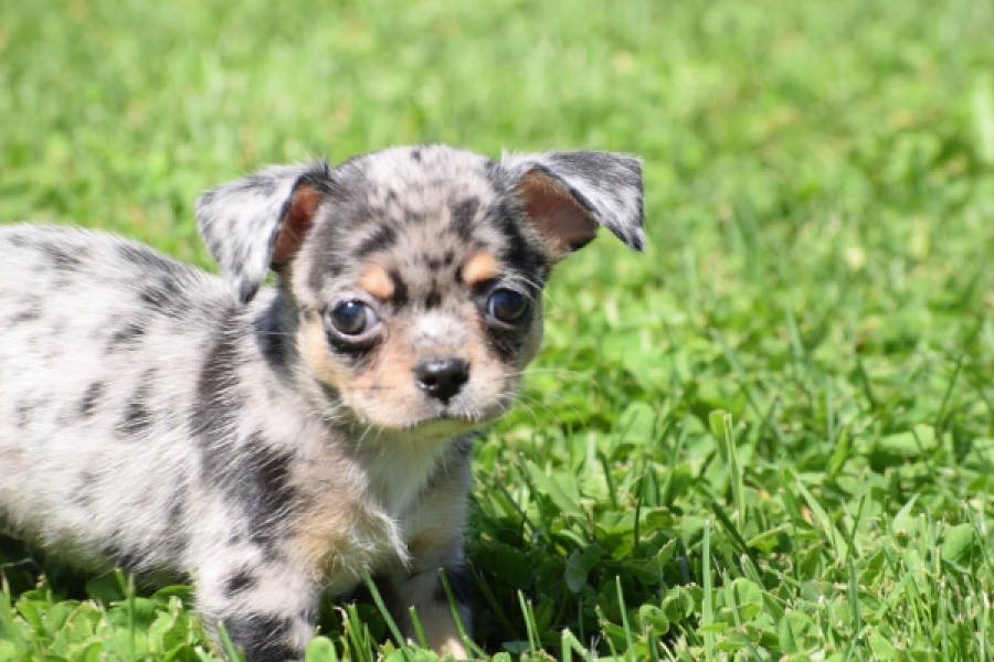 Chihuahua (teef) 36171
