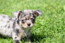 Chihuahua (teef) 36171