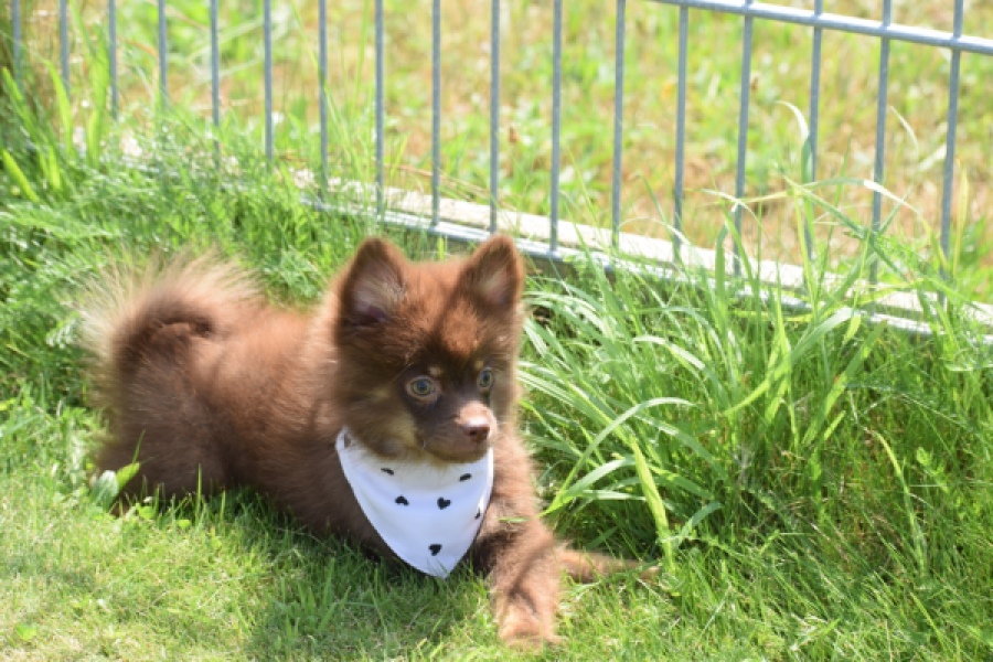 Keeshond (reu) 55450