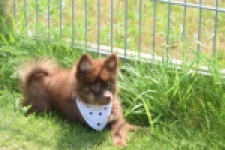 Keeshond (reu) 55450
