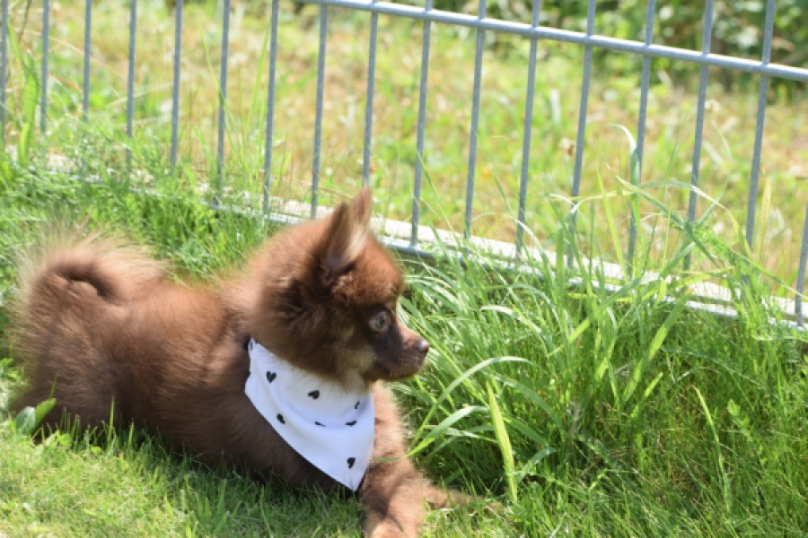 Keeshond (reu) 55450