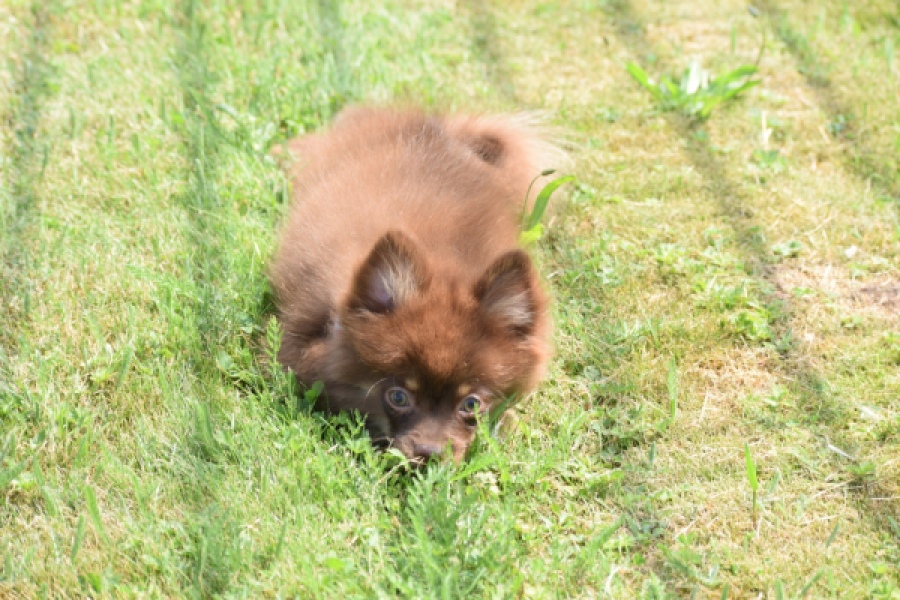 Keeshond (reu) 55450