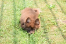 Keeshond (reu) 55450