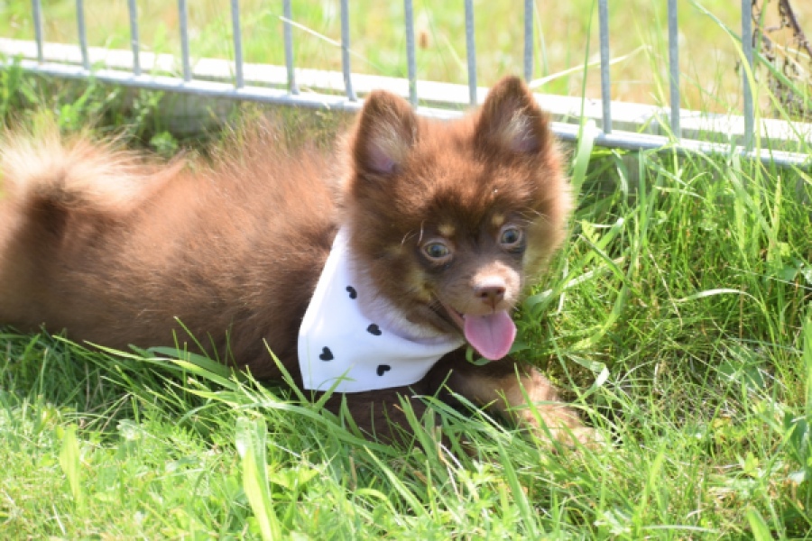 Keeshond (reu) 55450