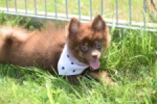 Keeshond (reu) 55450