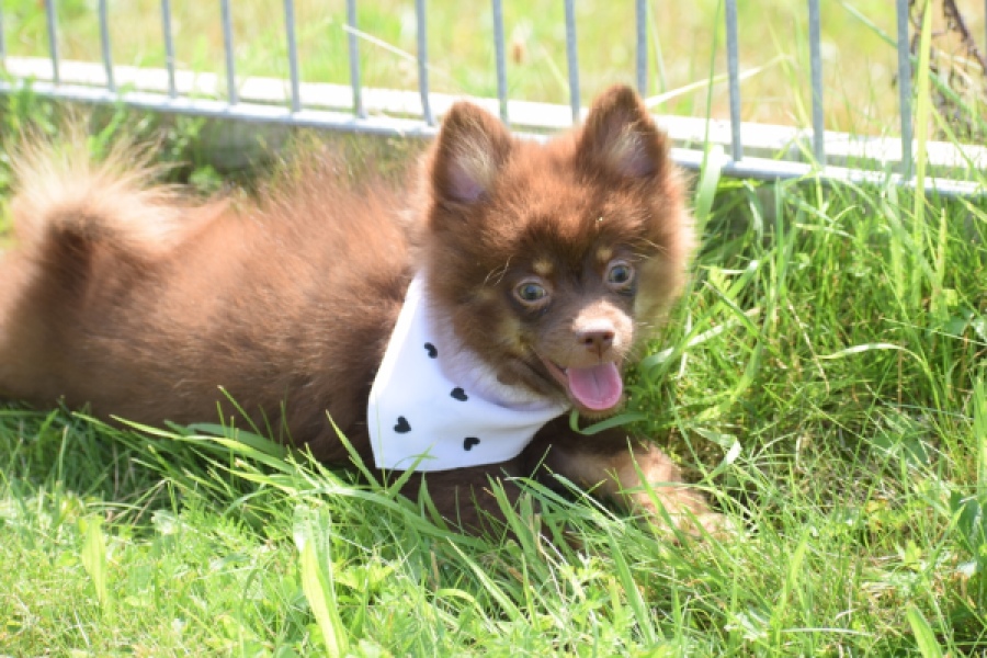 Keeshond (reu) 55450
