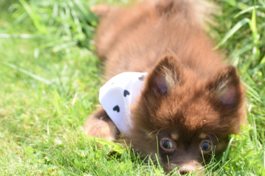 Keeshond (reu) 55450