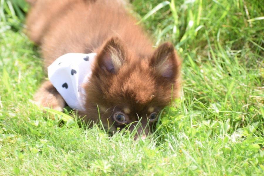 Keeshond (reu) 55450