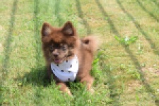 Keeshond (reu) 55450