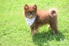 Keeshond (reu) 55450
